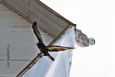 Jays, Crows & Raven / Geais, Corneilles & Corbeau.