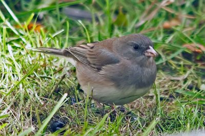 Sparrows, Buntings & Juncos / Bruants Plectrophanes & Juncos