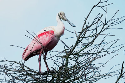 Ibis & Spoonbill / Ibis & Spatule