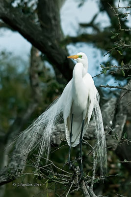 Herons / Hérons