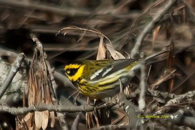 Warblers / Parulines