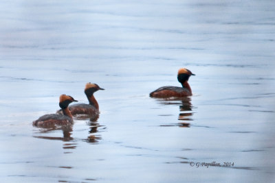 Grebes / Grèbes