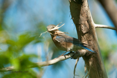 Thrushes & Allies / Grives & alliés