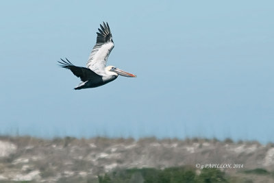 American White Pelican / Pélican d'Amérique