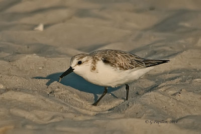 Birds_of_florida_2014