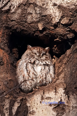 Owls - Hiboux & Chouettes