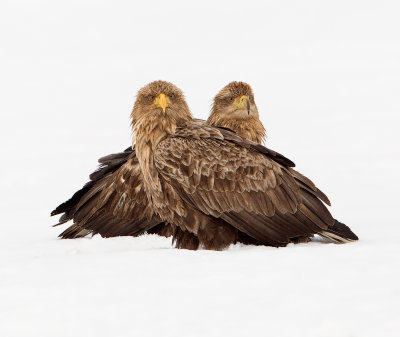 white tailed eagle