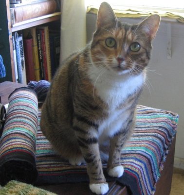 studio cat