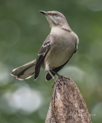 Northern Mockingbird