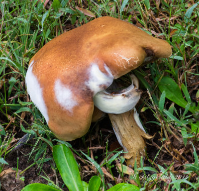 IMGP5355.jpg