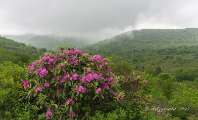 IMGP7316.jpg