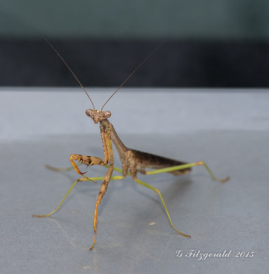IMGP8463.jpg