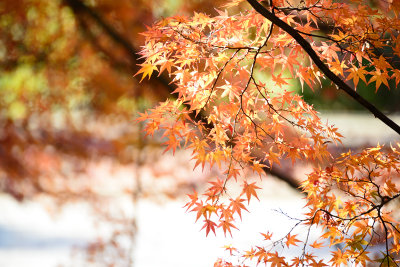 Kamakura_80E_8494.jpg