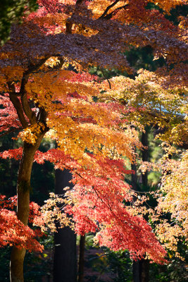 Kamakura_80E_8506.jpg