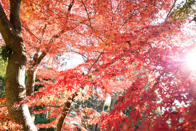 Kamakura_80E_8600.jpg