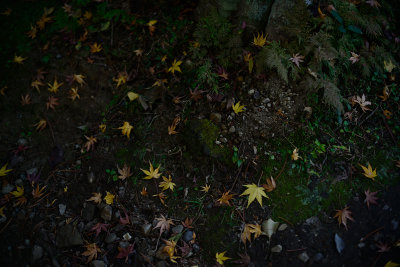 Kamakura_80E_8705.jpg