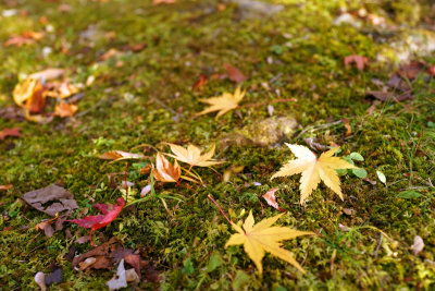 Okutama_DSC00351.jpg