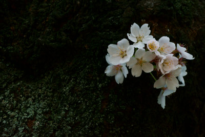 Sakura_DSC00298.jpg