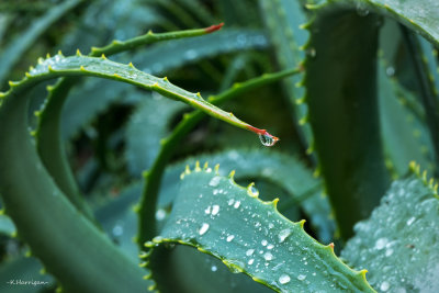Hanging On