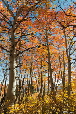 Sierra Aspen Grove I