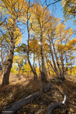 Sierra Aspen Grove II