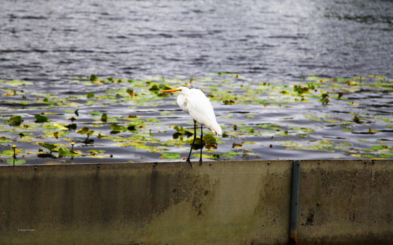 IMG_1267.jpg