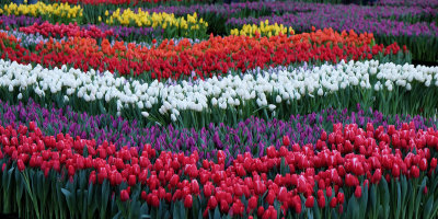 Amsterdam Tulip Event
