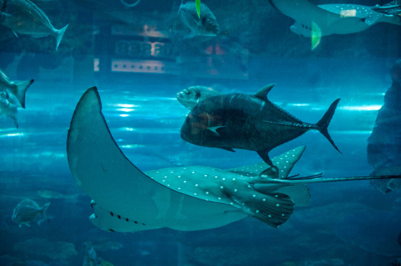 34 Dubai - Dubai Mall Acquarium MRC@2014.jpg