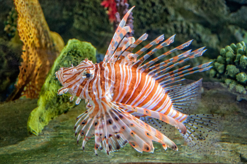 35 Dubai - Dubai Mall Underwater Zoo MRC@2014.jpg