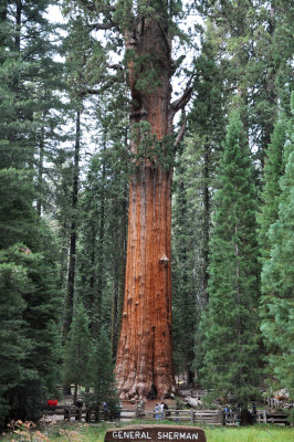 04 California Sequoia NP General Sherman MRC@2009.jpg