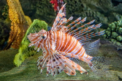 35 Dubai - Dubai Mall Underwater Zoo MRC@2014.jpg