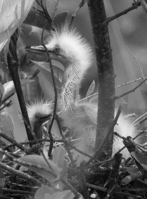 Egret chicks