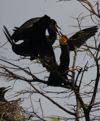 Anhingas