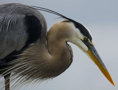 Heron