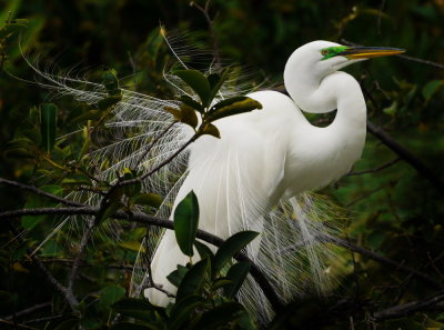 Egret display