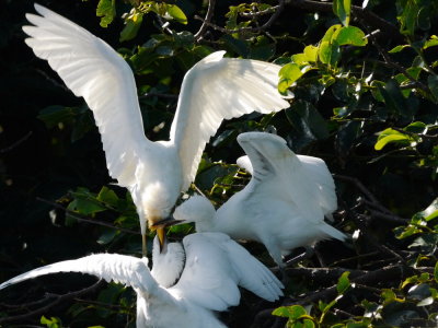 Egret babies feeding time