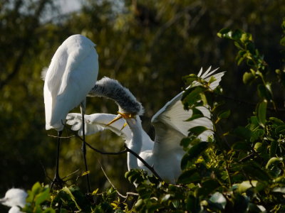 Egret baby and mom