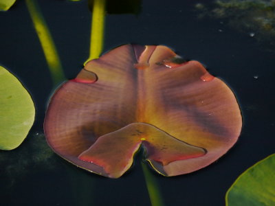 Water Lily leaf