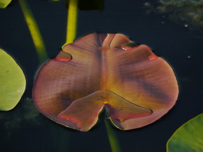 Green Cay & Wakadohatchie Wetlands June 2014