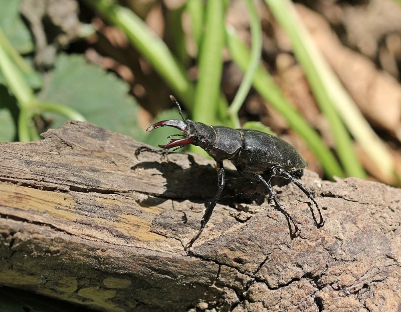 Vliegend Hert / Stag Beetle