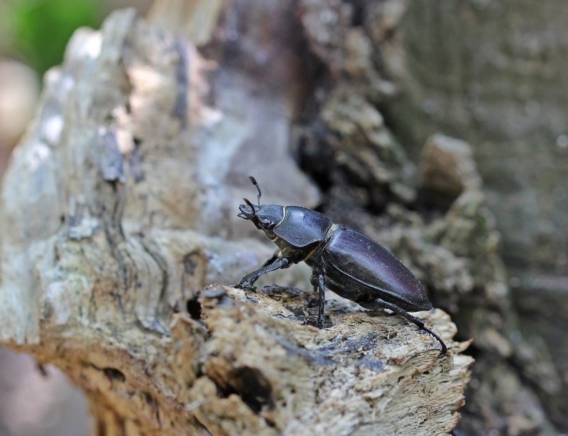 Vliegend Hert / Stag Beetle