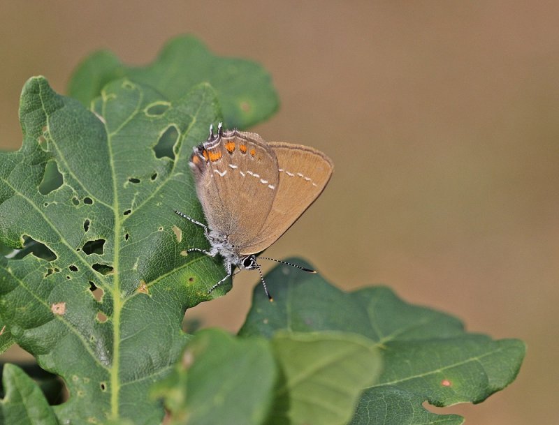 Bruine Eikenpage/ Ilex Hairstreak