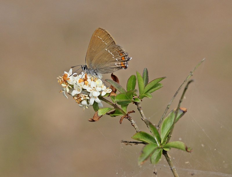 Bruine Eikenpage/ Ilex Hairstreak