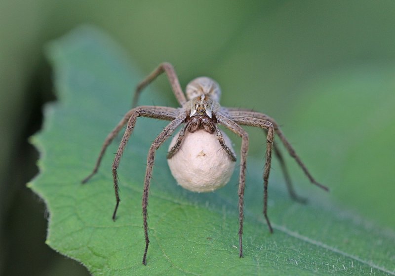 Kraamwebspin / Nursery Web Spider