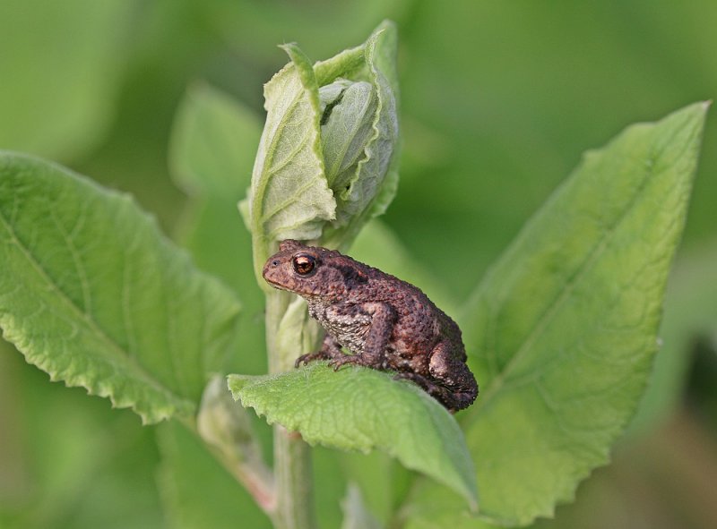 Gewone Pad / Common Toad