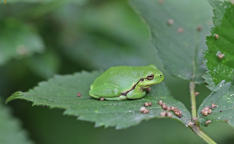 Boomkikker / European Tree Frog