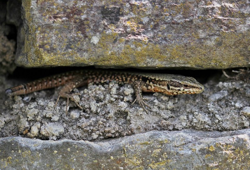 Muurhagedis / Common Wall Lizard