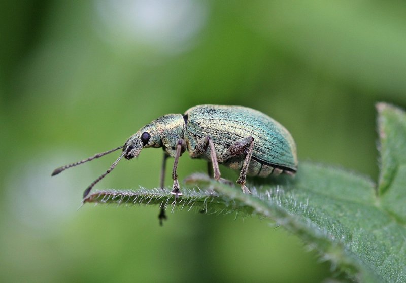 Groene Snuitkever / Silver-green Leaf Weevil