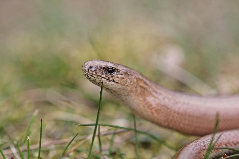 Hazelworm / Slow-worm or Slowworm