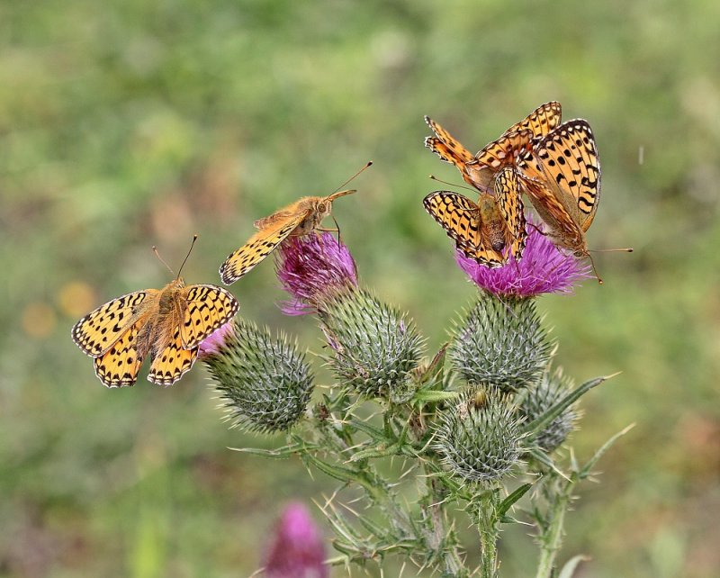 Grote Parelmoervlinder / Dark Green Fritillary